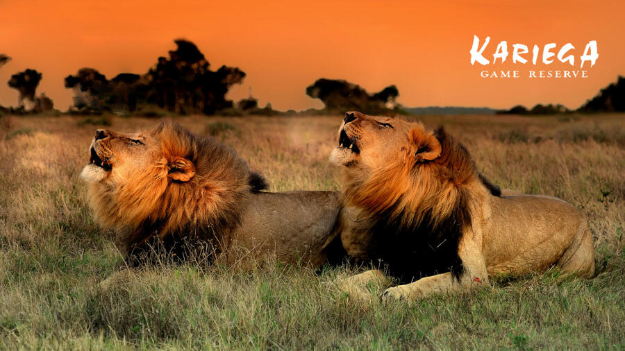  Kariega Game Reserve